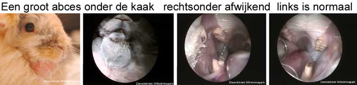 Konijn abces onder de kaak door een kies